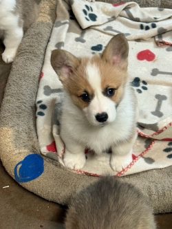 A small brown and white puppy sits on a dog bed with a paw and bone pattern, looking up at the camera.