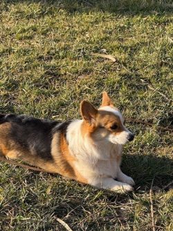 A tricolor corgi is lying on grass in sunlight, facing to the right.