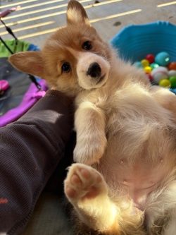 A small puppy lies on its back with its paw up, next to a person’s arm and colorful plastic balls in the background.