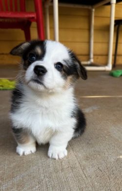A small, fluffy puppy with black, white, and brown fur sits on a concrete floor in front of a red chair.
