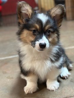 A fluffy tricolor puppy with upright ears sits on a smooth floor, looking directly at the camera.