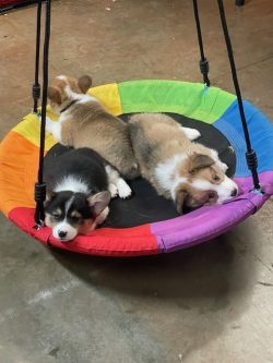 Three puppies lie on a round, rainbow-colored swing indoors on a concrete floor.