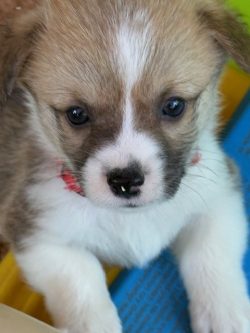 Close-up of a small brown and white puppy with a pink collar looking up at the camera.