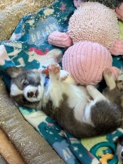 A gray and white puppy lies on a blanket next to a large pink stuffed toy, raising one paw in the air.