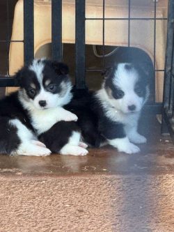 Two black and white puppies sit on a brown floor next to a crate, looking toward the camera.
