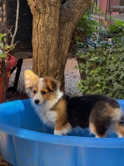 A tricolor corgi stands in a blue plastic kiddie pool outdoors, with a tree and green plants in the background.