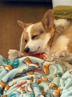 A corgi sleeps on a pillow, surrounded by a blanket decorated with corgi illustrations.